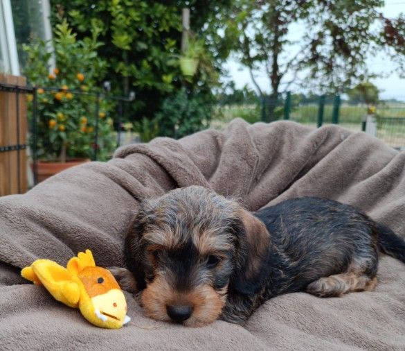 Jocker Of The Queen - Chiots disponibles - Teckel poil dur