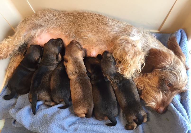 Chiot Teckel poil dur Jocker Of The Queen