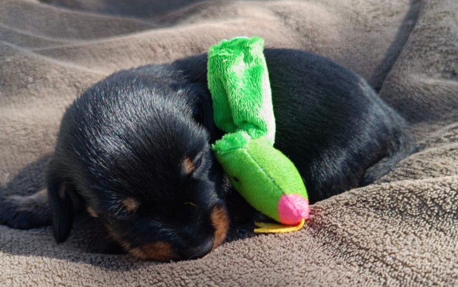 Jocker Of The Queen - Chiots disponibles - Teckel poil dur