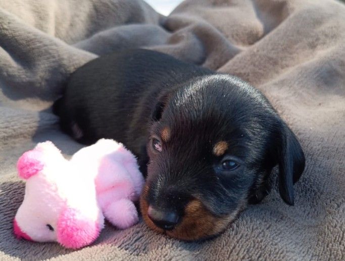 Jocker Of The Queen - Chiots disponibles - Teckel poil dur