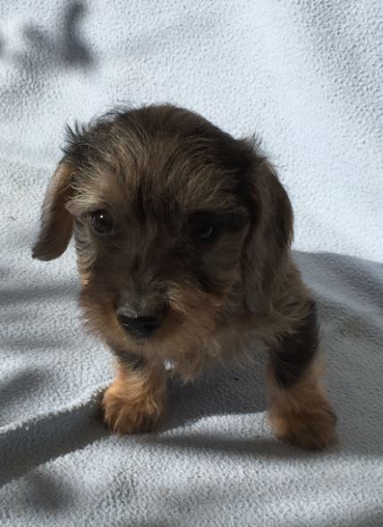 Jocker Of The Queen - Teckel poil dur - Portée née le 29/01/2019