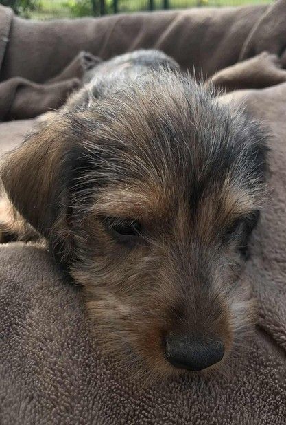 Jocker Of The Queen - Chiots disponibles - Teckel poil dur