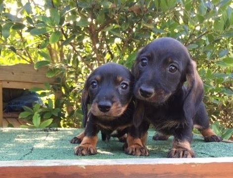 Chiot Teckel poil dur Jocker Of The Queen