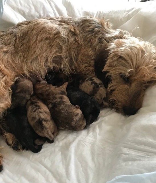 Jocker Of The Queen - Teckel poil dur - Portée née le 11/07/2025