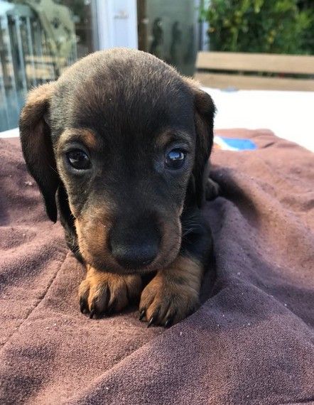 Jocker Of The Queen - Chiots disponibles - Teckel poil dur