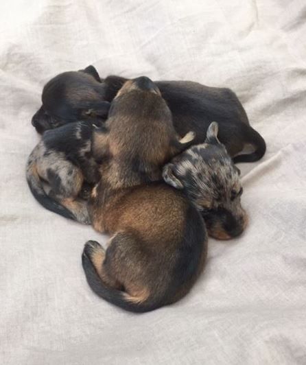 Chiot Teckel poil dur Jocker Of The Queen